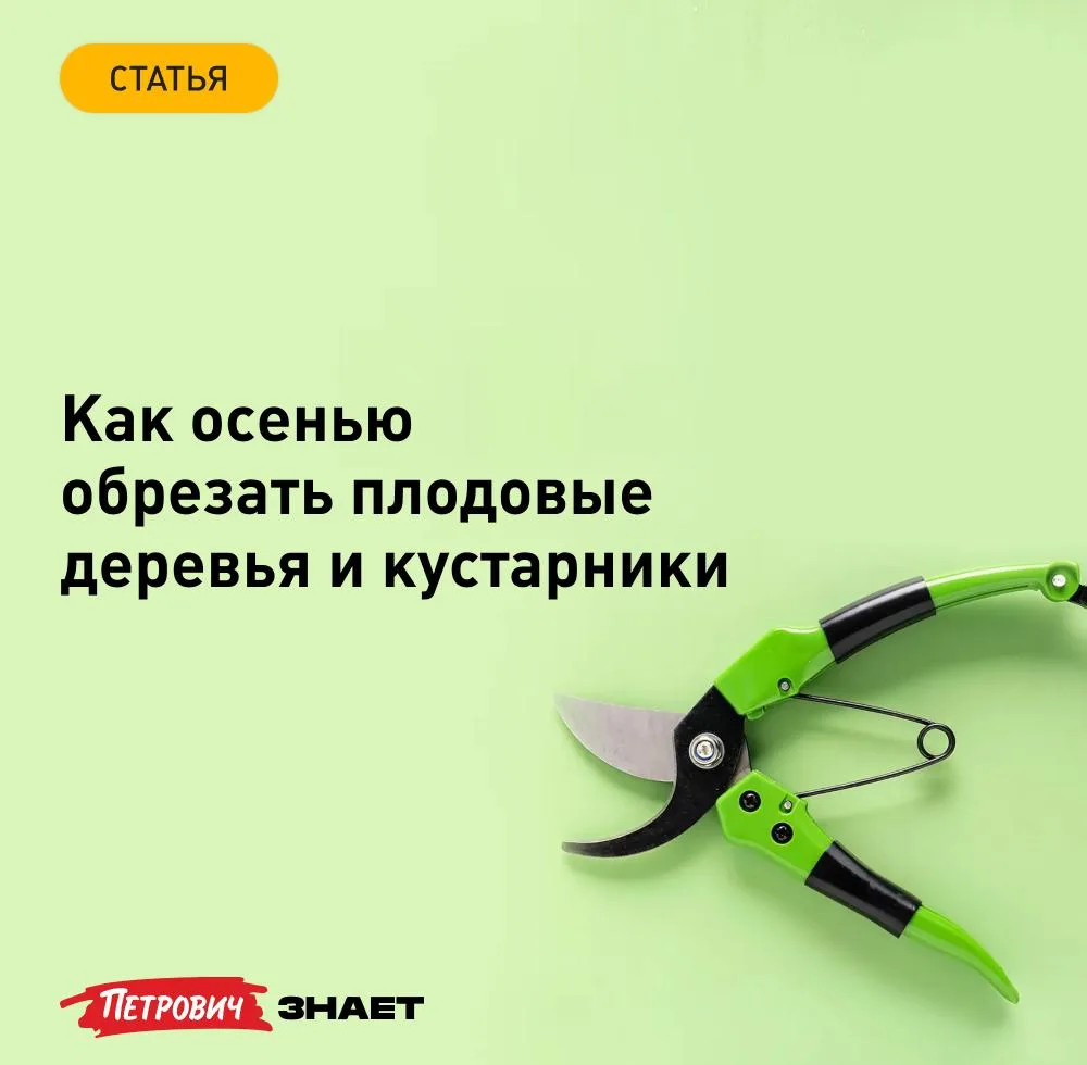 Одно из первых осенних дел уже можно смело планировать: обрезку плодовых деревьев и кус...