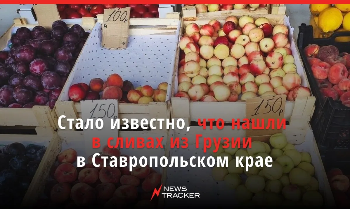 В партии грузинских слив весом более 20 тонн, которая прибыла на Ставрополье, специалис...