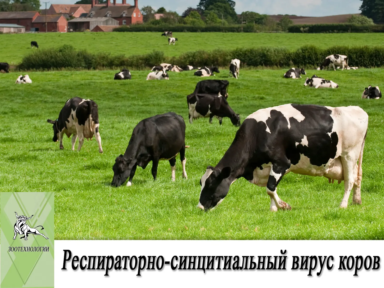 Респираторно-синцитиальный вирус коров (РСВК)

🦠 Респираторно-синцитиальный вирус коров (РСВК) — эт