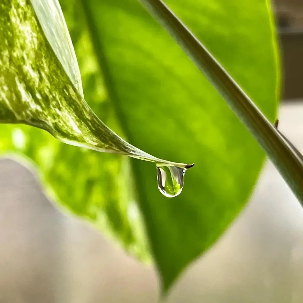 Утром на кончике листа висит капля воды. Кто-то ночью поливал растение? 👀💧