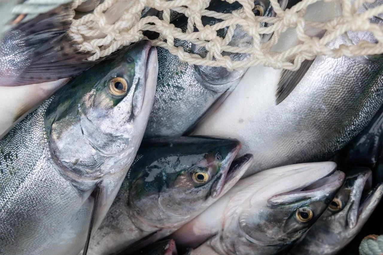 🐟 «Чукотопторг» модернизирует рыбоперерабатывающий завод на Чукотке при поддержке госу...
