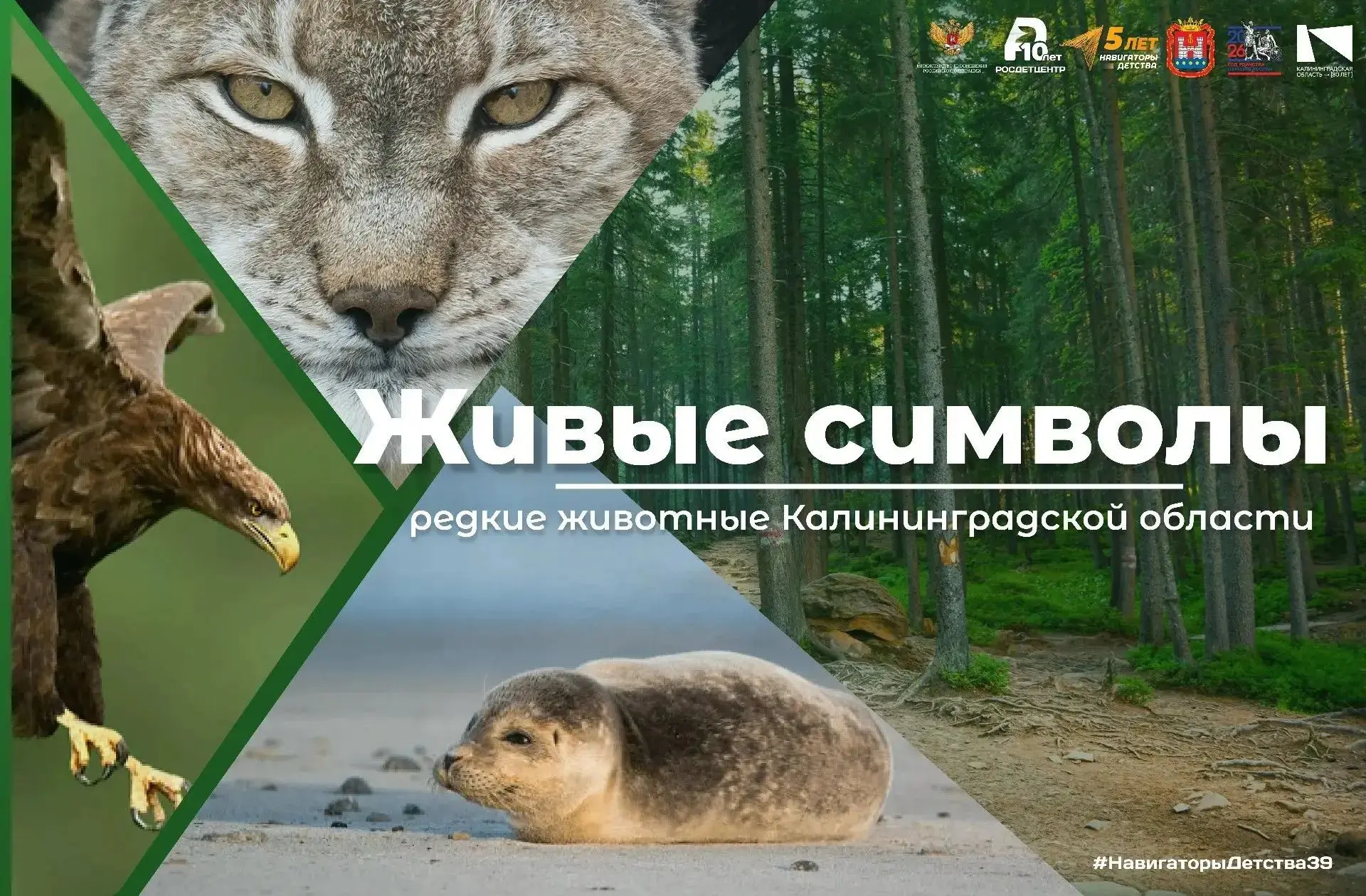 Друзья, знакомьтесь с удивительным и очень редким животным, которое можно встретить в водах Балтики,