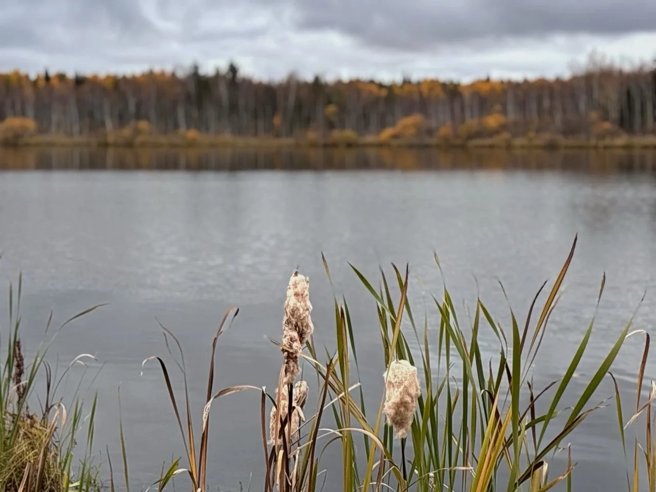 🍂 Доброе утро!