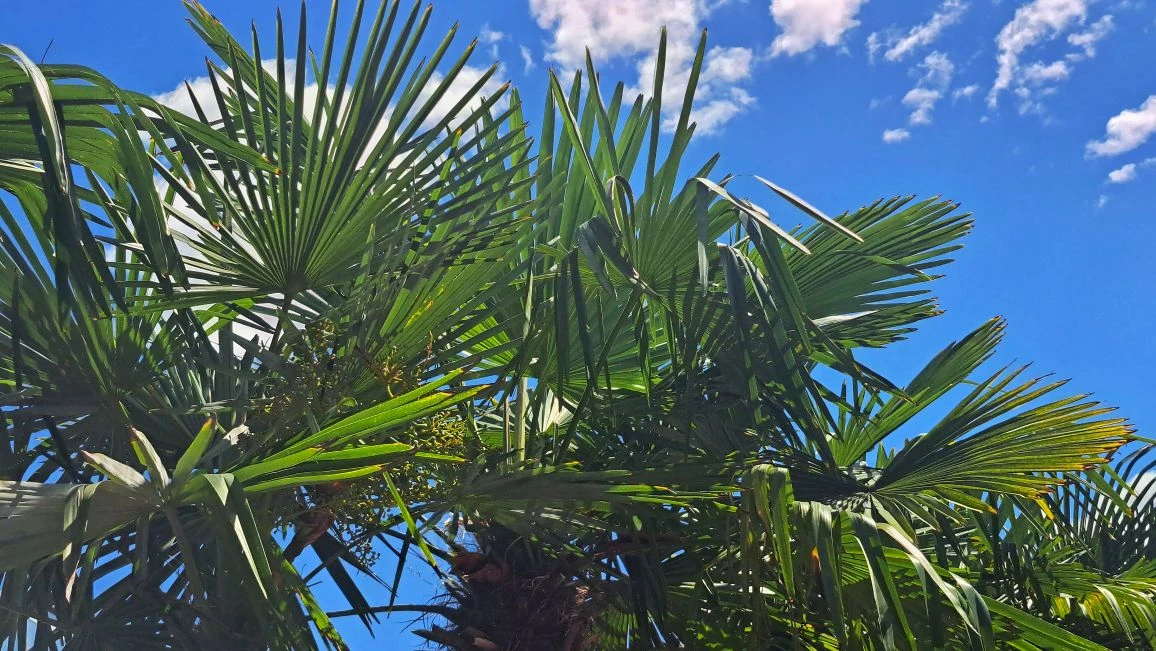 Наши зелёные красавицы вышли на свежий воздух! 🌴🌿