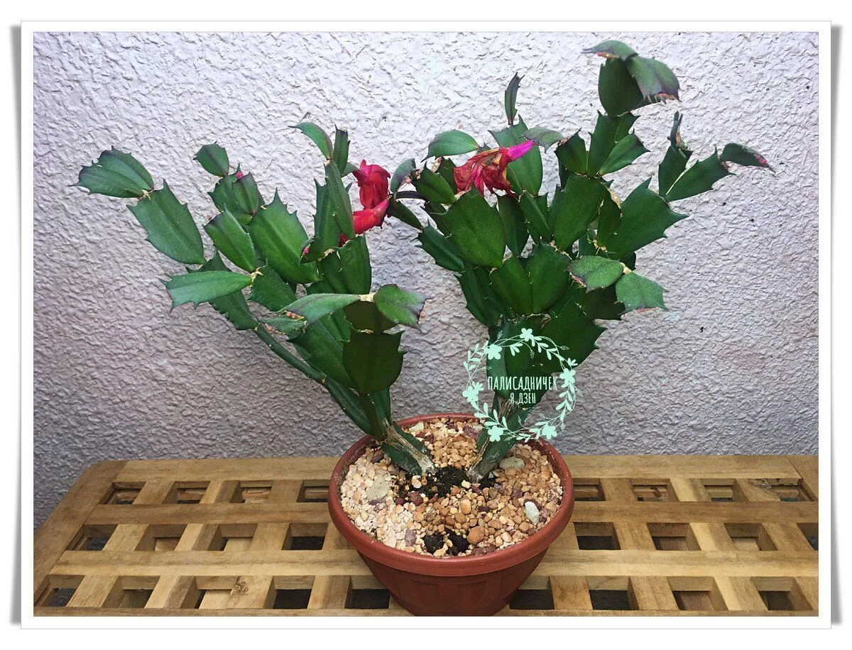 ✅🌸Декабрист отцвёл? Делюсь 5 простыми правилами для следующего цветения.