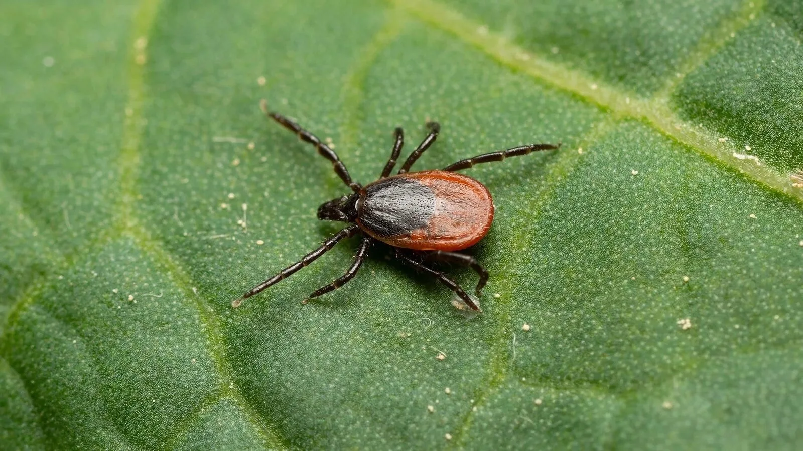 🕷️Более 60 нижнесалдинцев пострадали от клещей с начала сезона

На прошлой неделе клещи укусили 12 