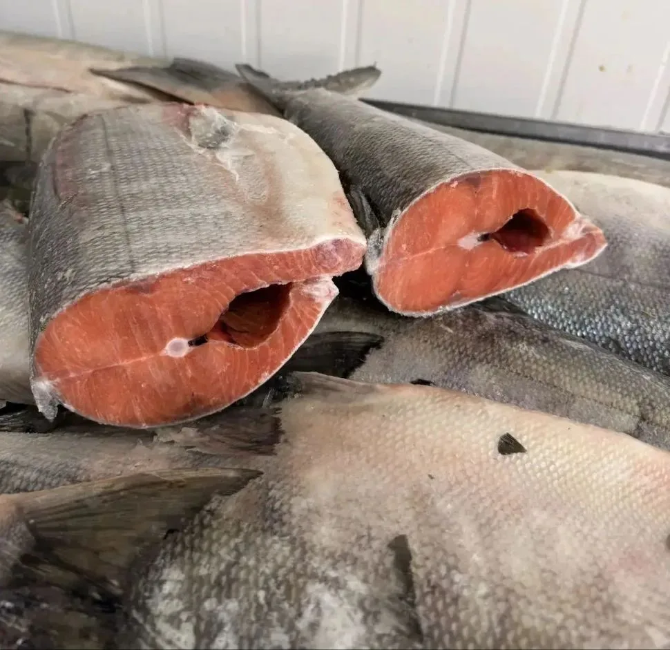 🐟 КЕТА 🐟 Место вылова г. Николаевск-на-Амуре, сентябрь 2026 г.
