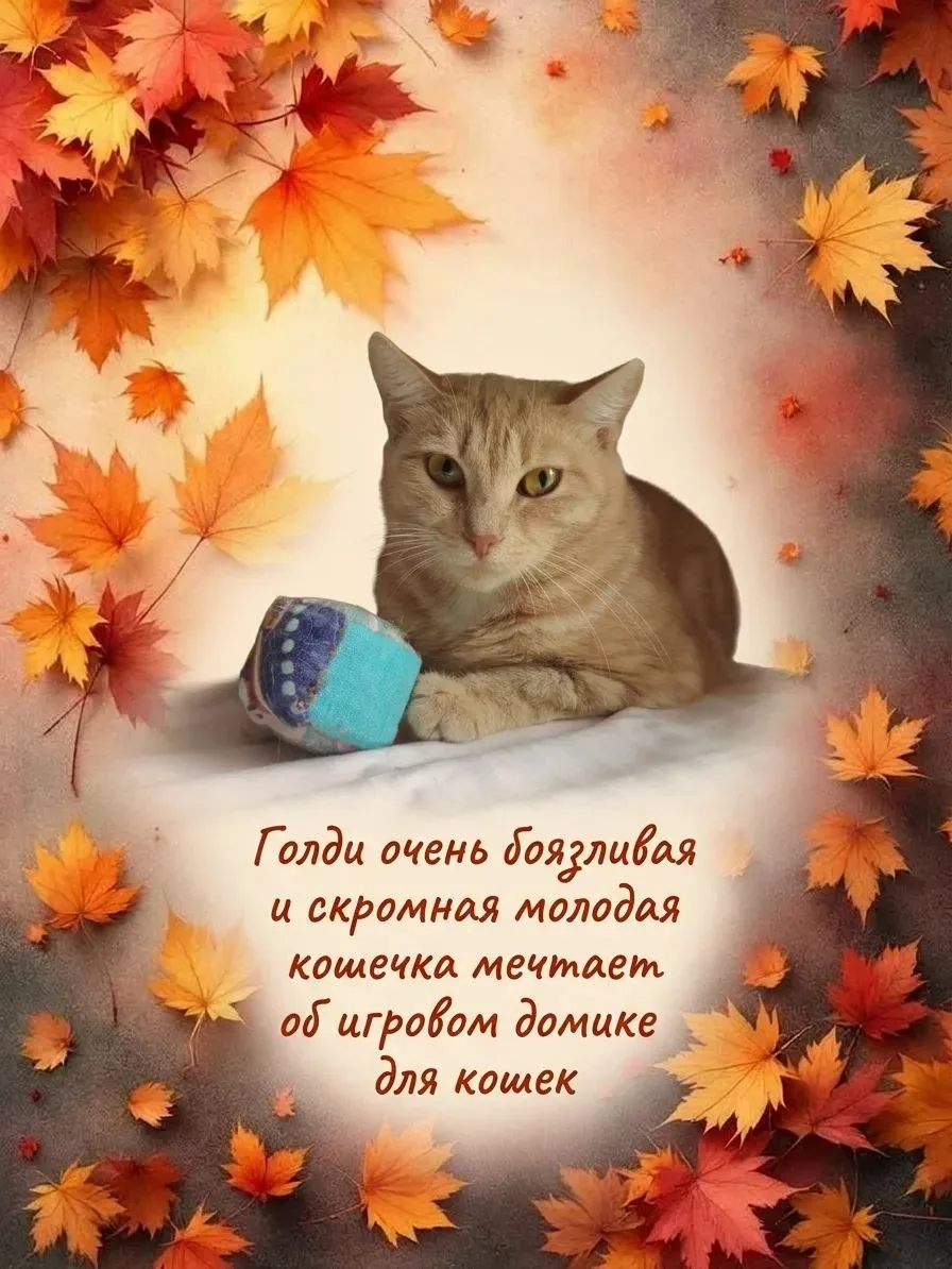 🍁ОСЕННИЙ КОТОПАД🍁