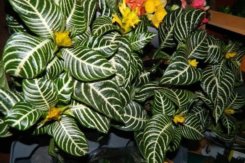 Афеландра (Aphelandra) — род около 150 видов полукустарников и кустарников из семейства...