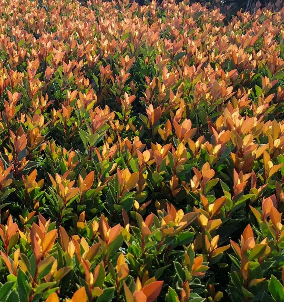 Фотиния Photinia fraseri Chico, с3