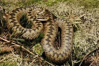 🐍Москвич едва не погиб, пытаясь выработать иммунитет к яду гадюки

Мужчина поймал змею на даче и сп