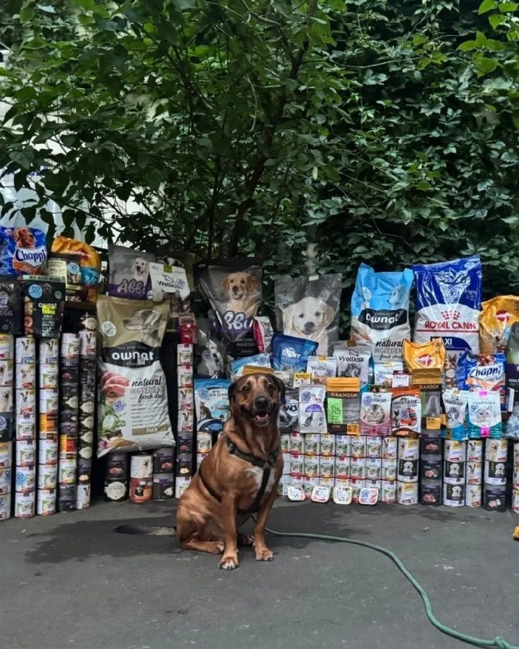 У наших собак снова праздник! 🐶💚