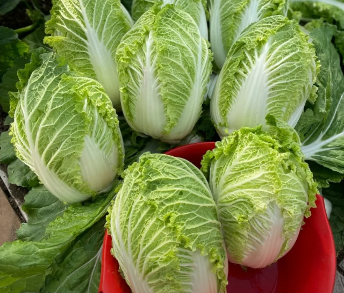 🥬 ПЕКИНСКАЯ КАПУСТА: ВЫРАЩИВАЕМ БЕЗ СТРЕЛОК И СЛИЗНЕЙ  Пекинка — культура хитрая: любит прохладу, ко