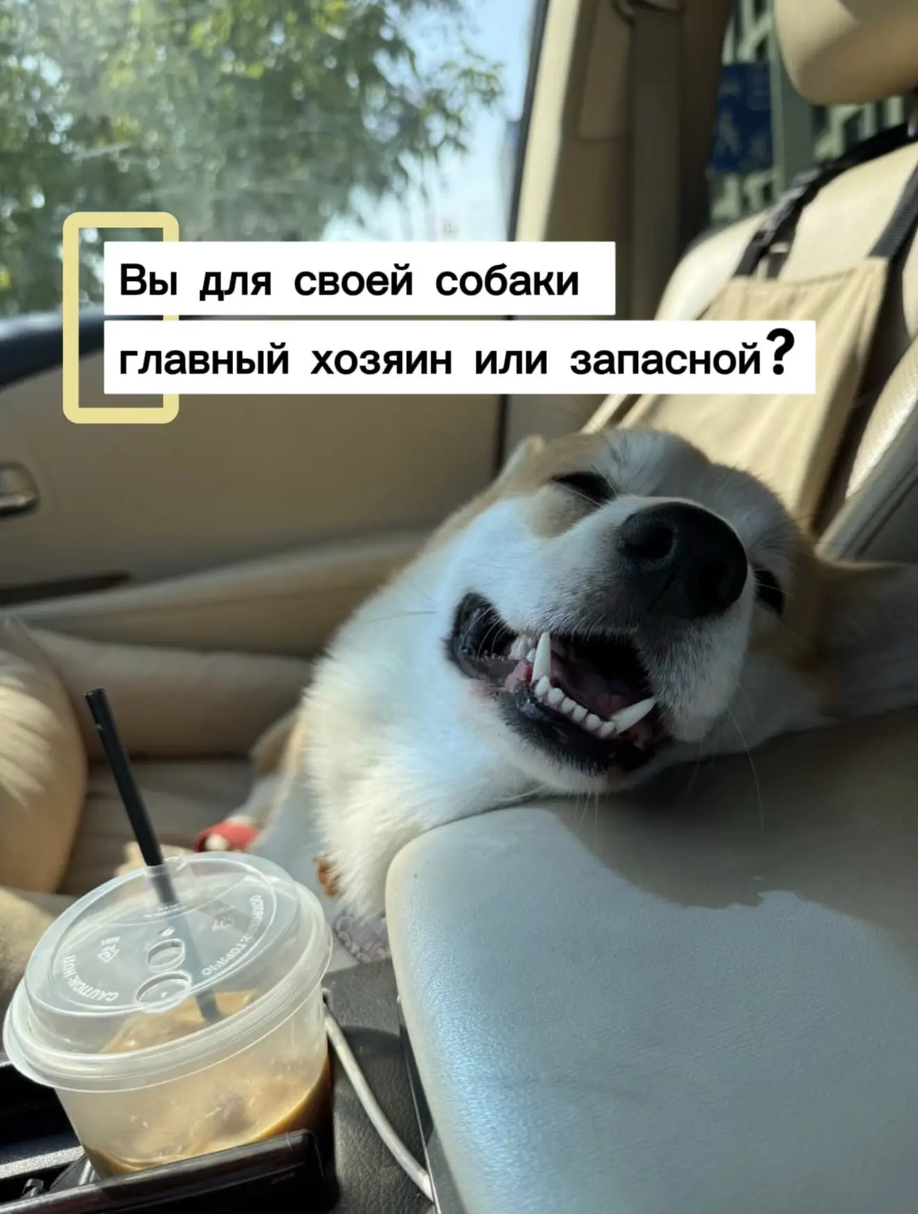 «Ну всё понятно: ты у неё главный хозяин, а я запасной»

Эта фраза рано или поздно звучит почти в ка