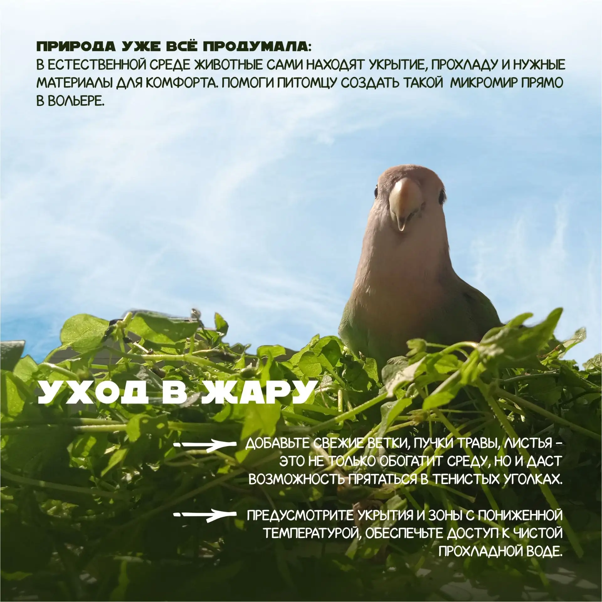 Когда на улице жара, будьте особенно внимательны к своим любимцам. Перегрев опасен для ...