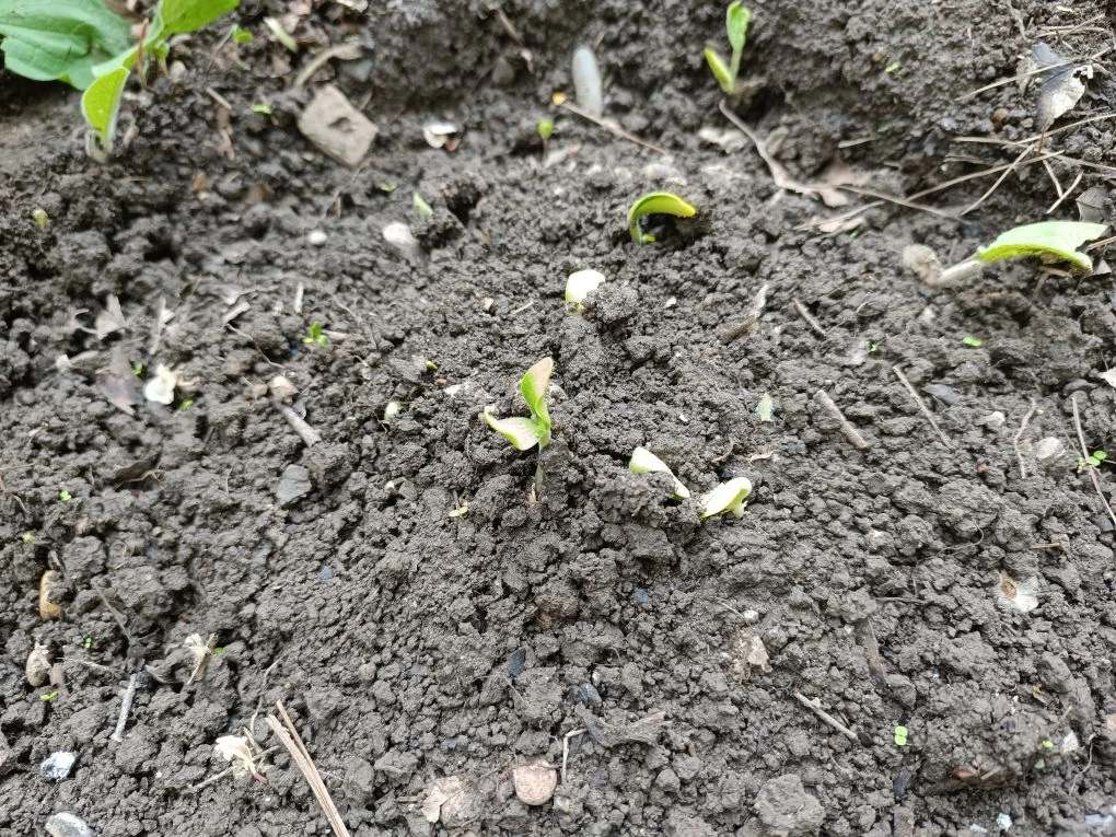 Продолжаем работу над проектом «Тайна волшебного семечка»! 🌱