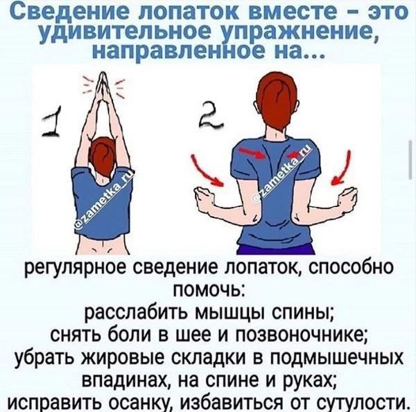 Сведение лопаток: простое упражнение для здоровья спины