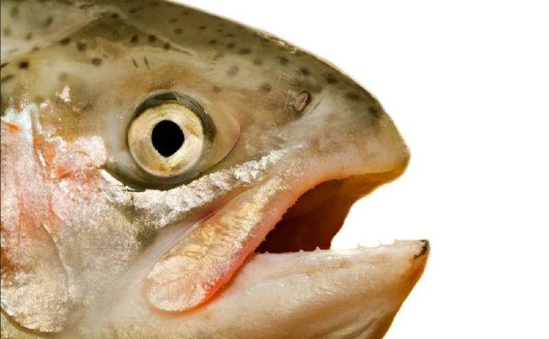 🐟Красная рыба пошла в отрыв: цены за год взлетели до 97%!