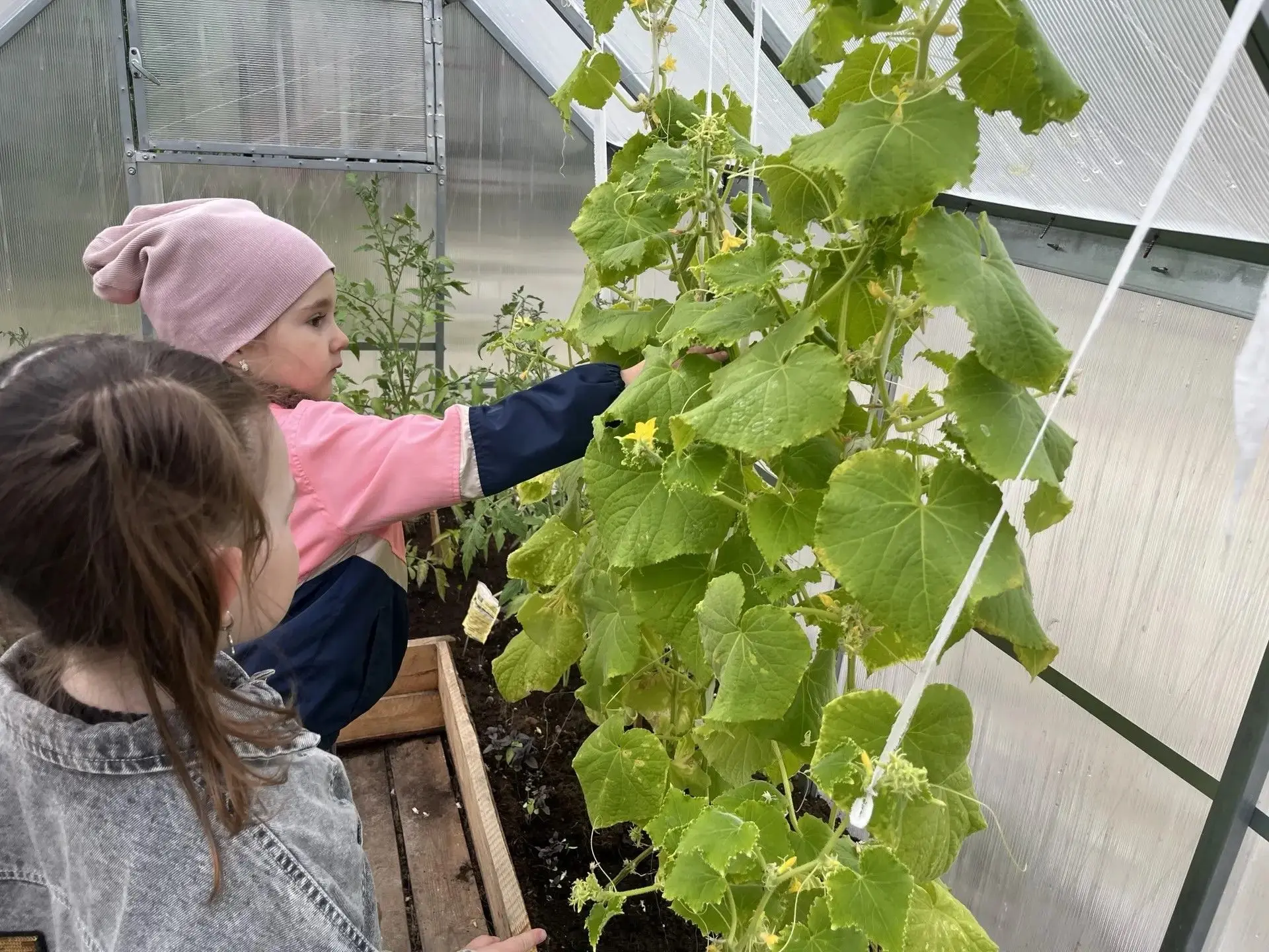 🥒Юные огородники: как мы выращиваем витамины на нашем участке 

☀️Лето в самом разгаре, а значит, н