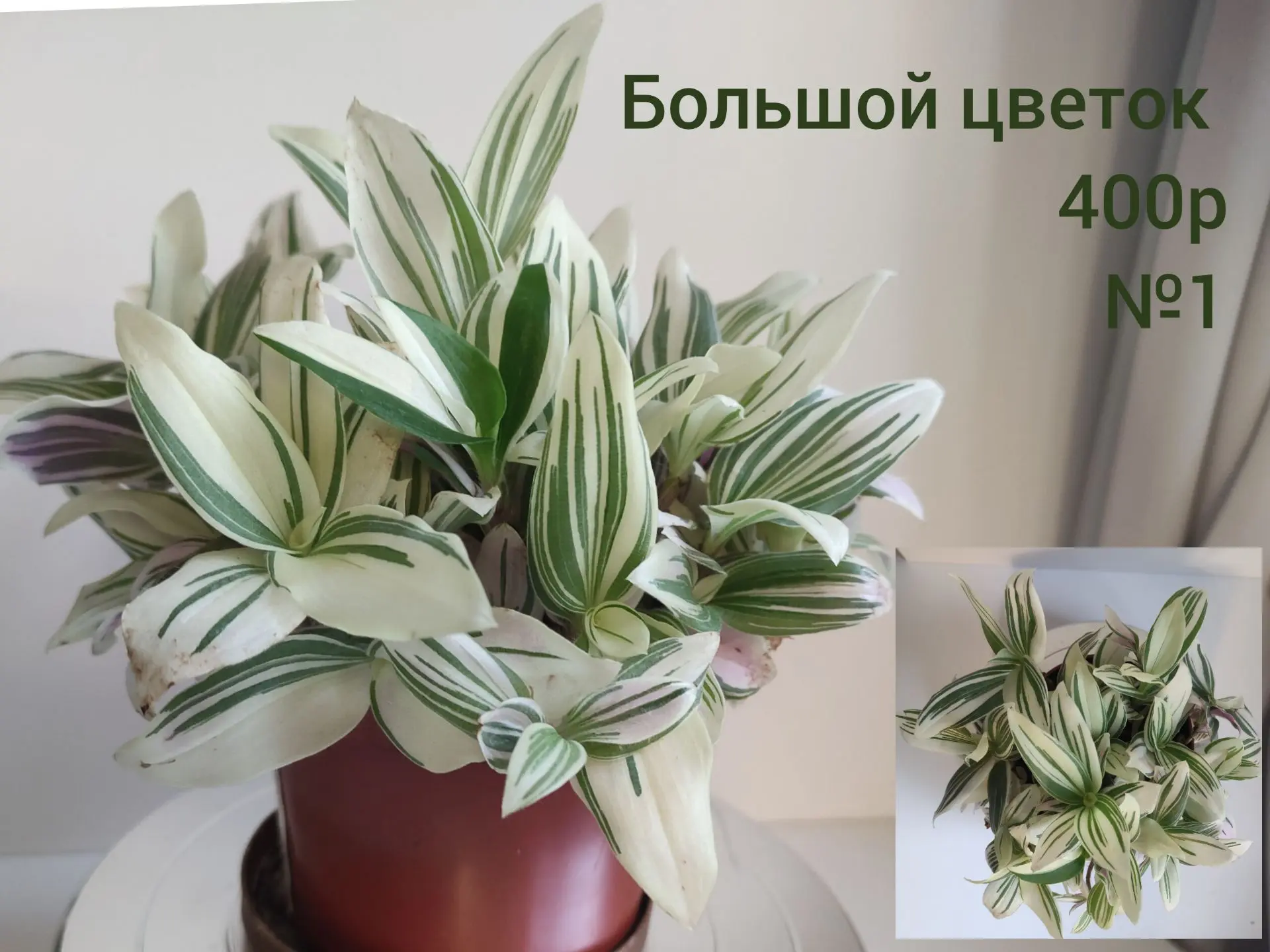 Традесканция альбифлора белая