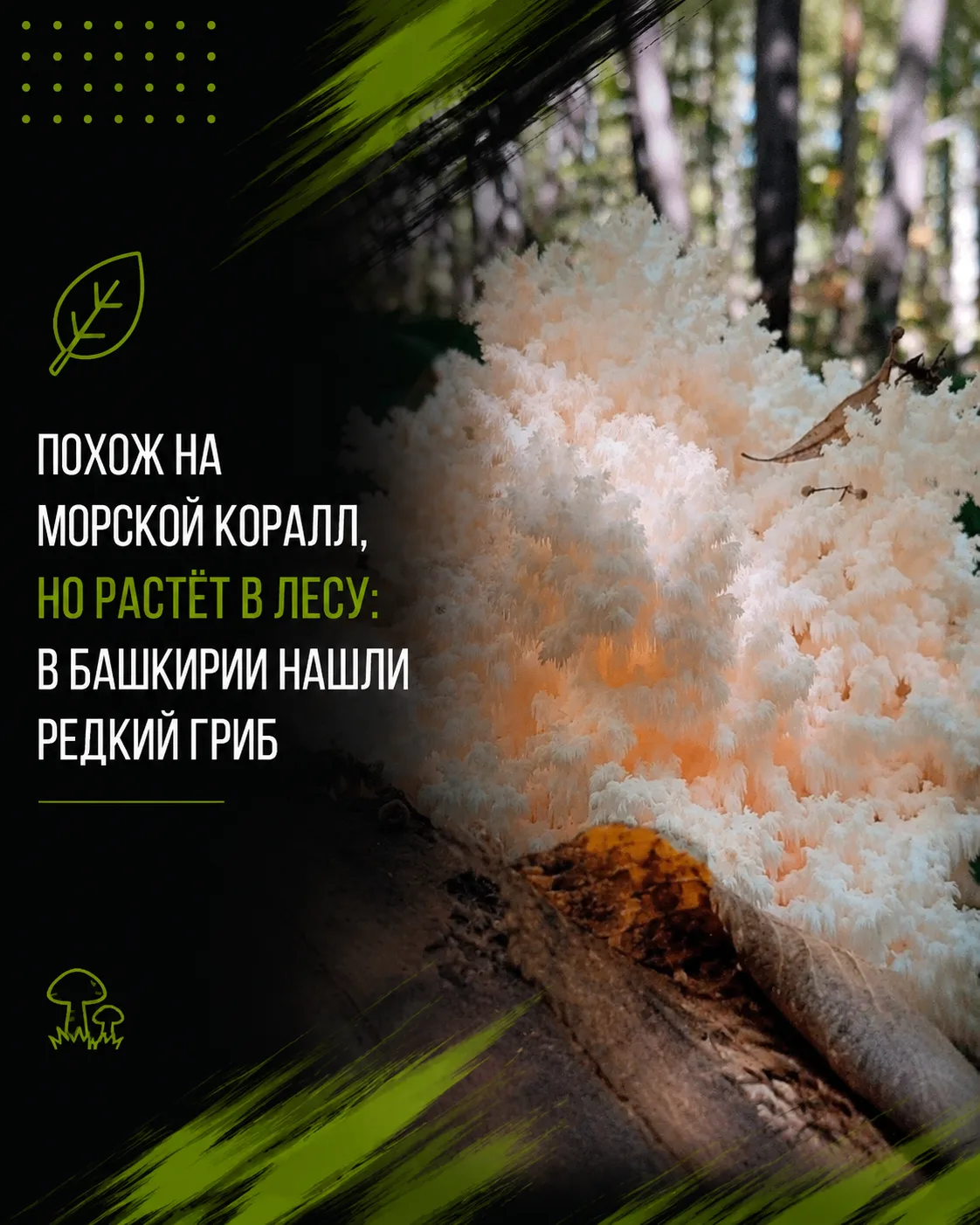 В Башкирии нашли редкий гриб из Красной книги 🍄