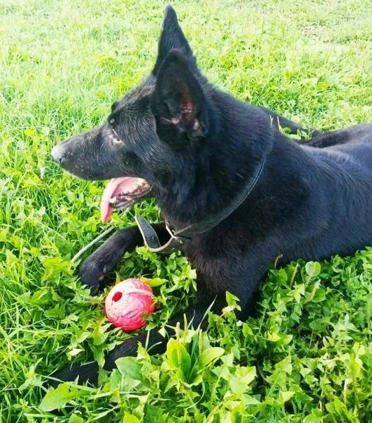 🐕 У этого красавца за плечами годы службы, а теперь ему очень нужен свой дом.