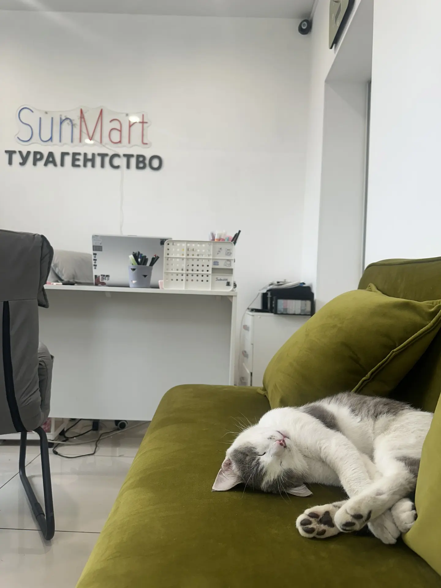 вот такой котик с улицы зашел к нам в офис в мкрн. Царский, очень ухоженный, сытый и чи...