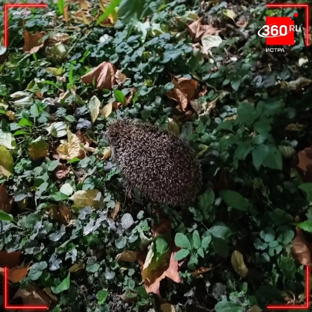 🦔 Найди меня, если сможешь
