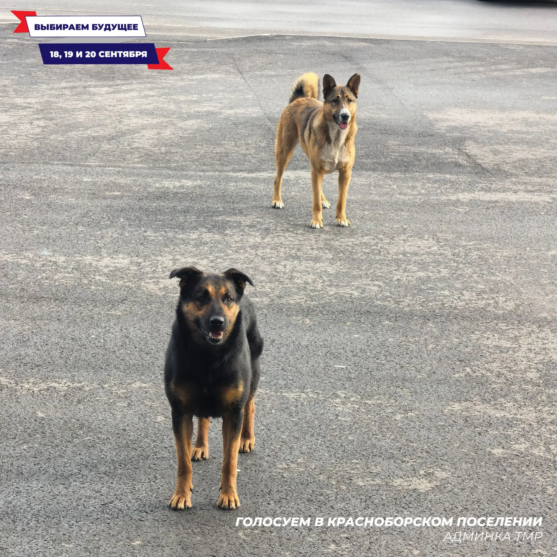 🐶 Они очень хотели проголосовать, но, к сожалению, их не пустили. Теперь верно ждут св...