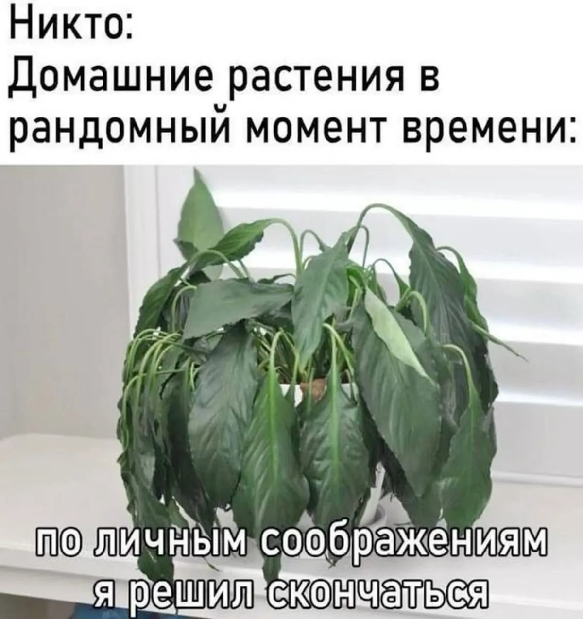 Знаю, мемы ваши стыпженные шатаются без дела, присылайте их сюда в комментариях, чтобы ...