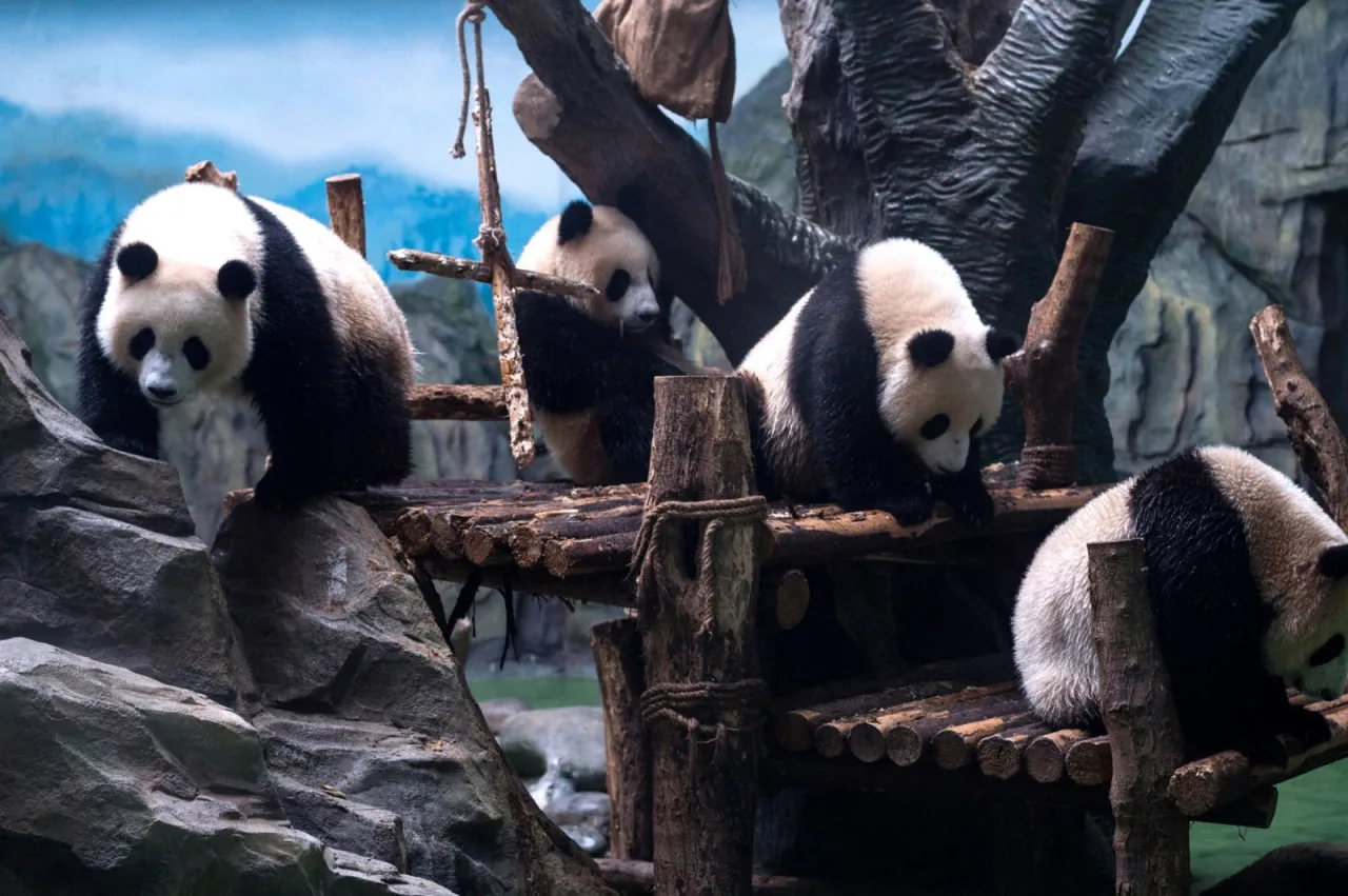 🐼 ИЗ НОВОСИБИРСКА — ПРЯМО В ГОРОД ПАНД