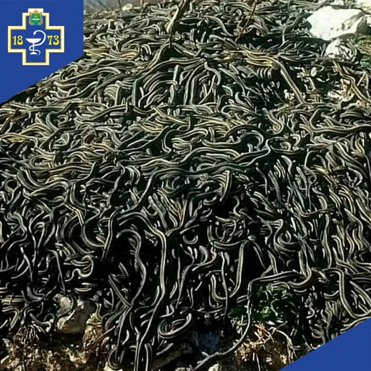 🐍🐍🐍Интересные факты о змеях!

 ❓❓❓Вы знали, что на нашей планете есть остров, куда людям официаль