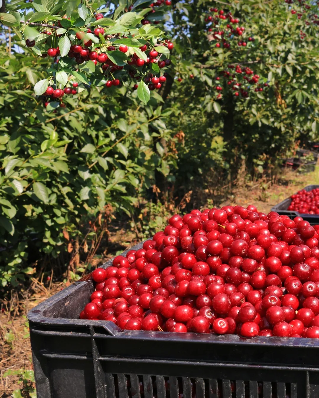 Легендарная вишня Шоколадница в наличии!  🍒сорт очень устойчивый и зимостойкий, не болеет  🍒относитс