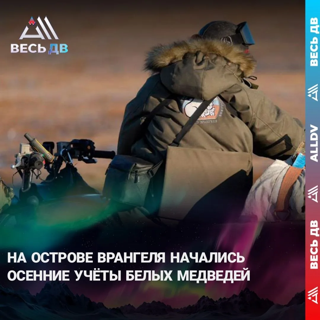 Стартовали осенние учёты белых медведей на острове Врангеля