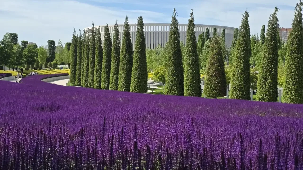 🌱 Шалфей расцвел в парке «Краснодар»