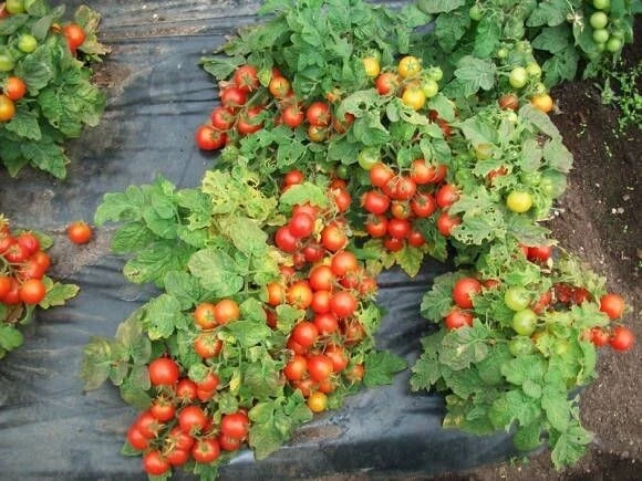 🍅Низкорослые сорта помидор на будущий сезон