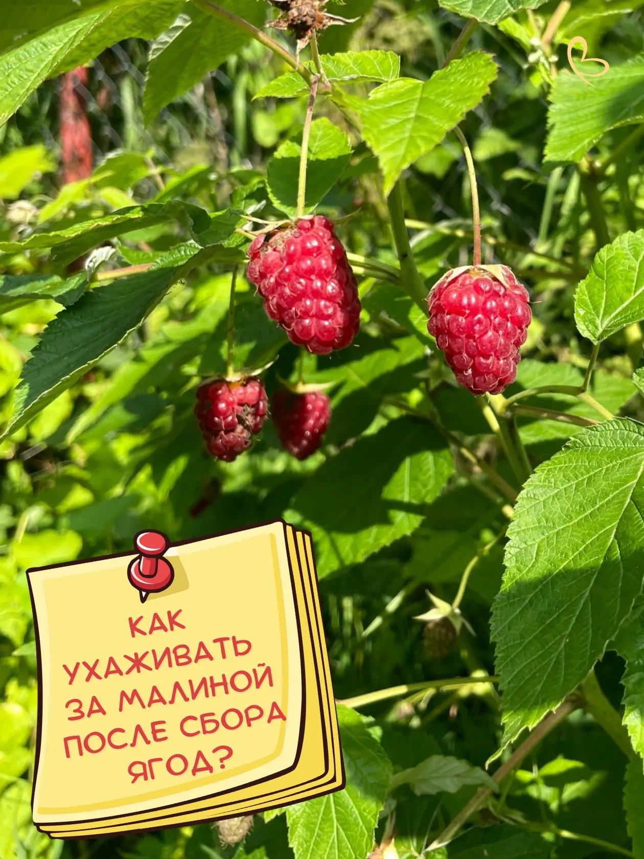 😋 Собрали последние сладкие ягоды? А что делать дальше? Ставьте лайк, рассказываем! 😉