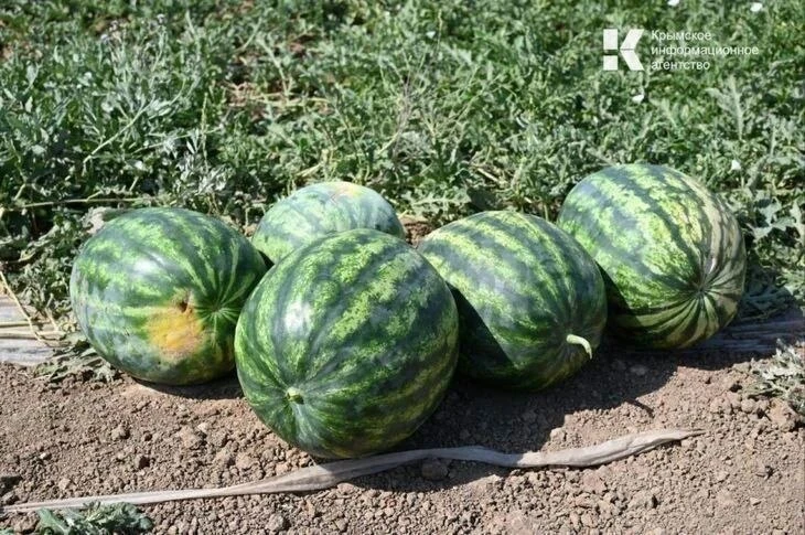 🍉В Крыму скоро появятся херсонские арбузы

На херсонских полях созрели первые арбузы, массовая убор