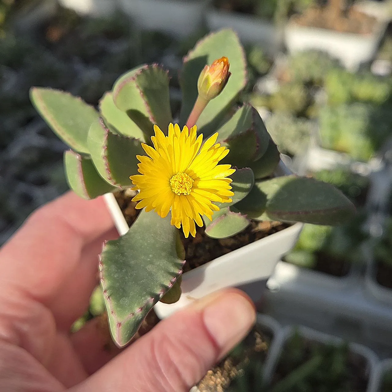 Carruanthus peersii (карруантус Пирса) 😘