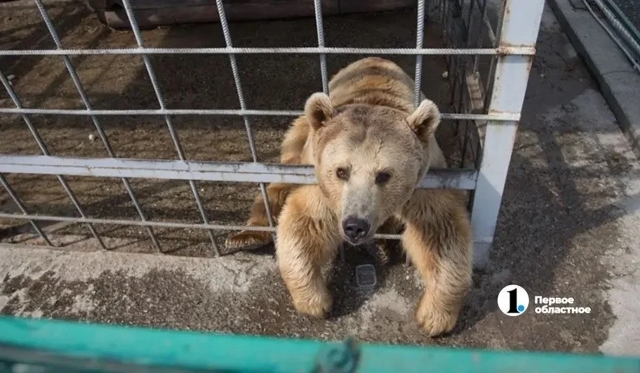 В Национальном парке «Зюраткуль» туристов пришлось спасать от медведя❗️