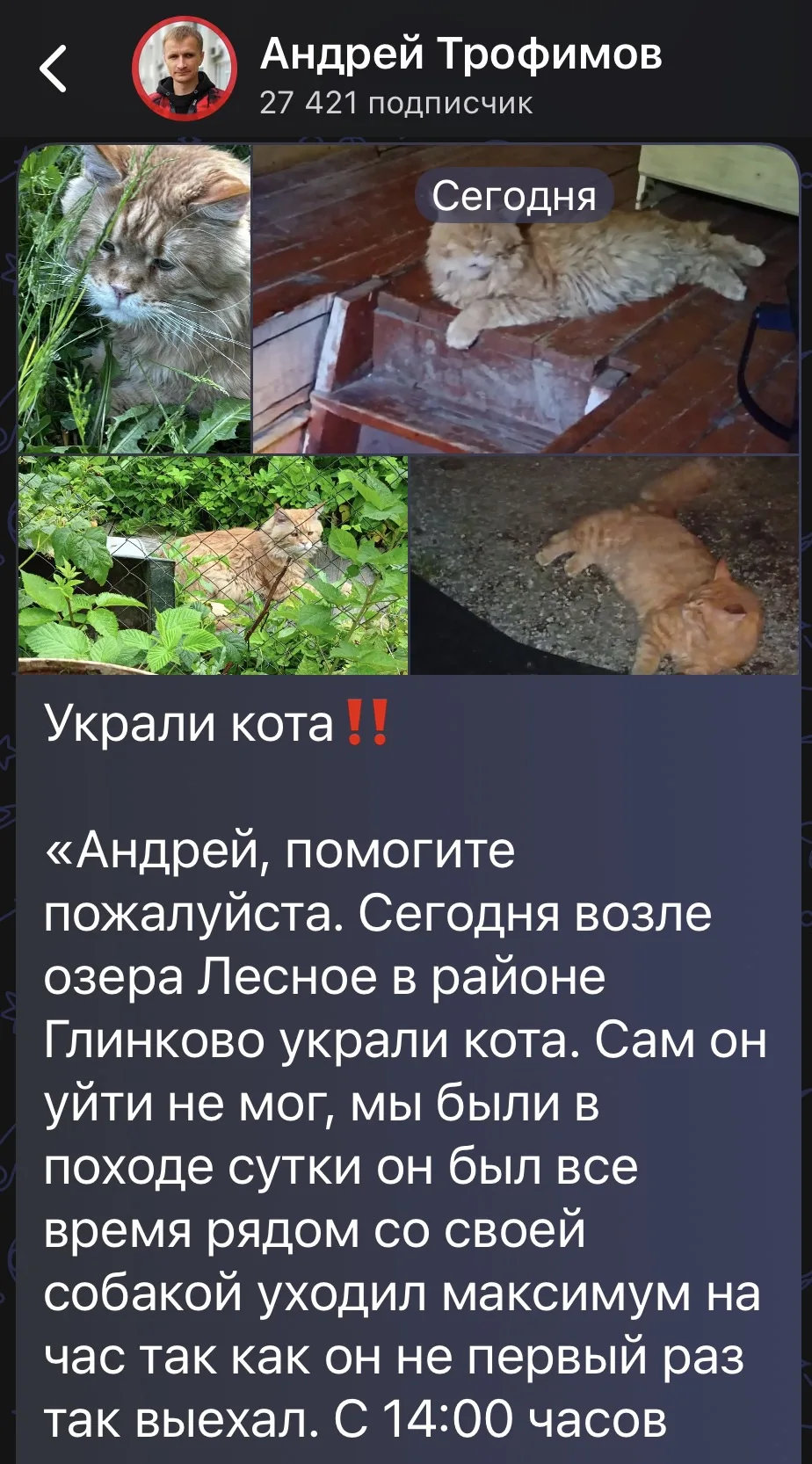 «Андрей, спасибо, извините за беспокойство кот нашёлся», - пишет подписчик канала Репор...