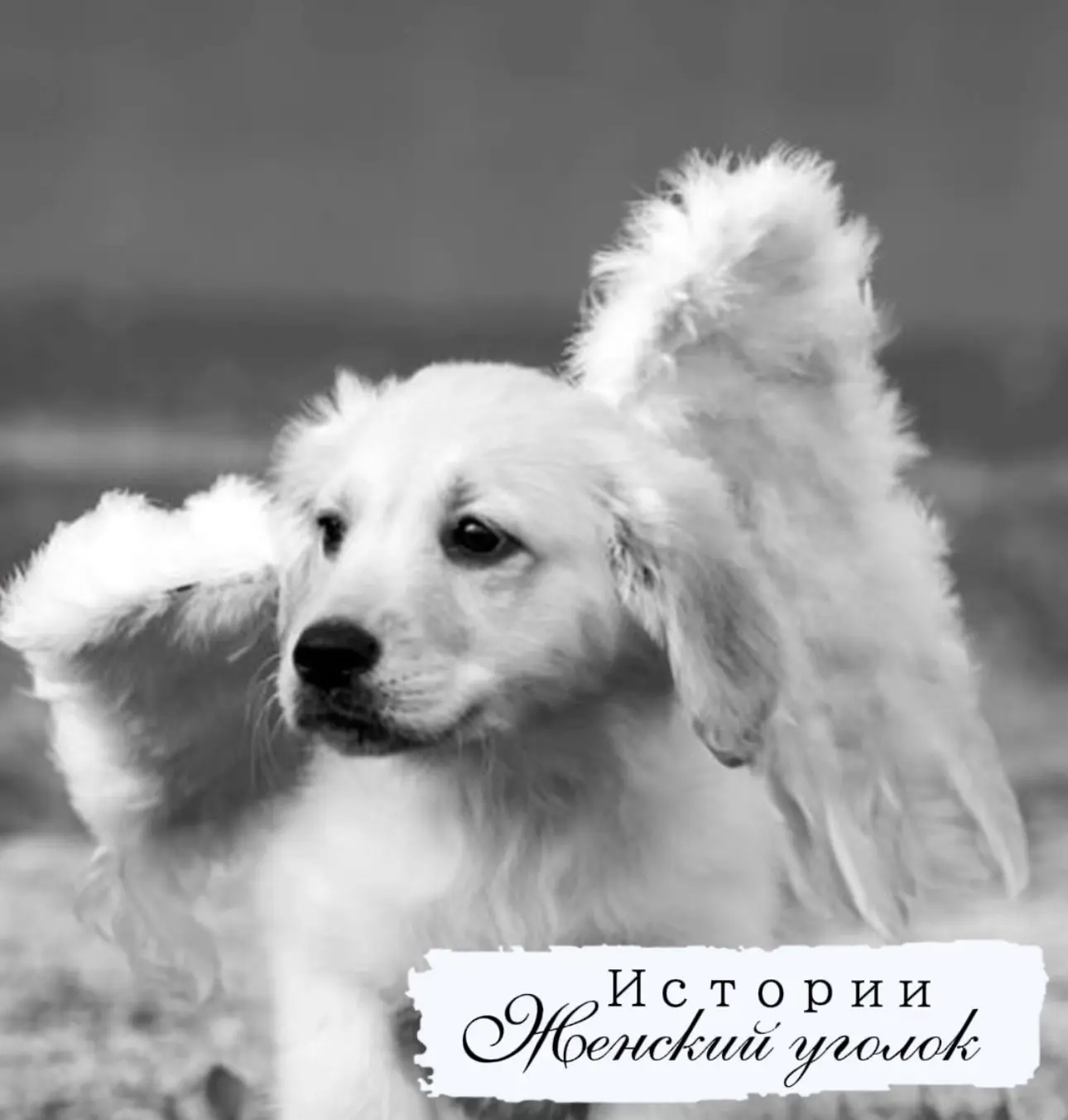 ПОСЫЛКА С ТОГО СВЕТА 

У подруги собачка yмерла возрастная. Со щеночка вынянченная. Любимая. Половин