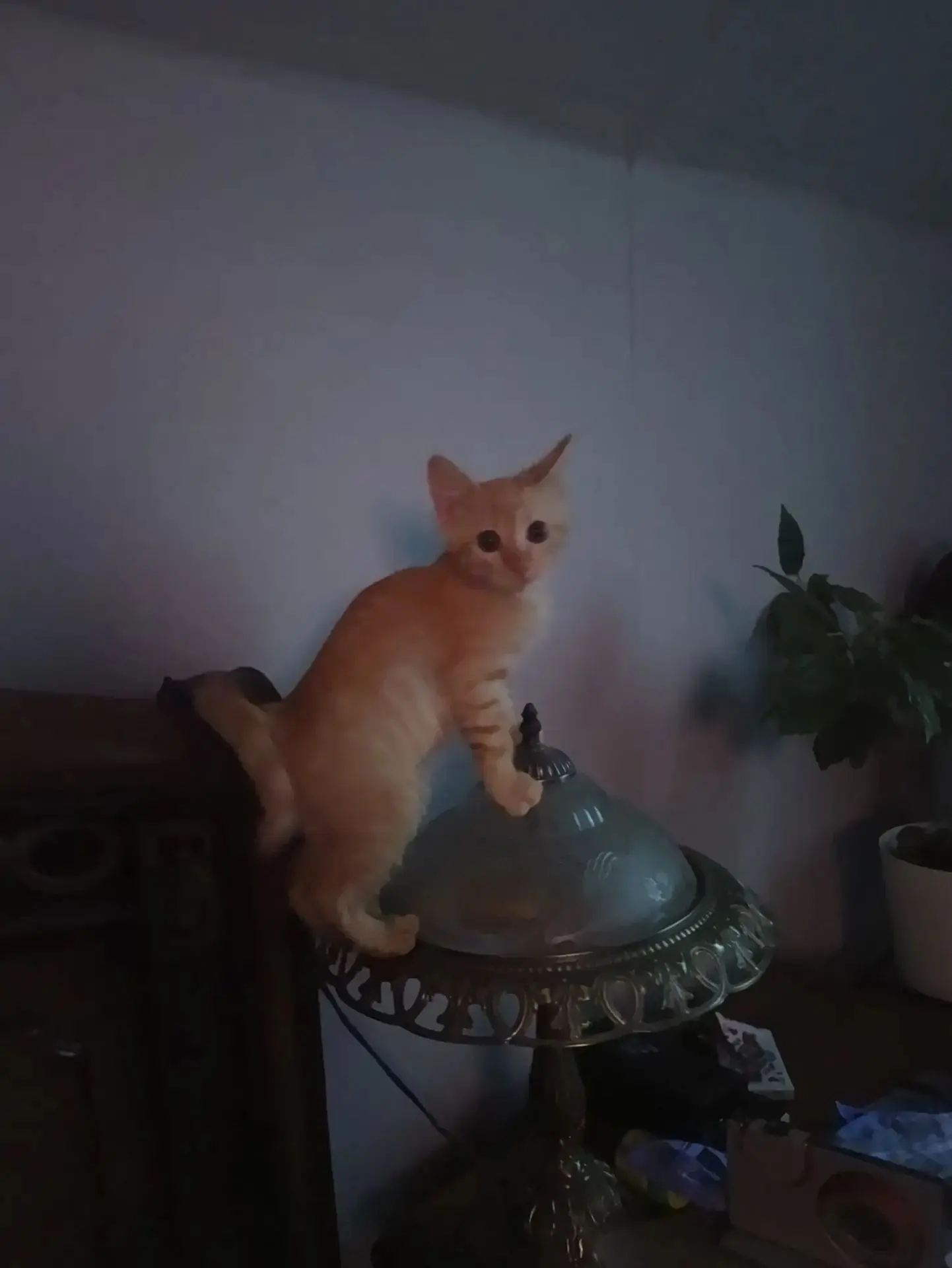 Ночь, но я "бдю", высоко сижу и на всех гляжу 😂