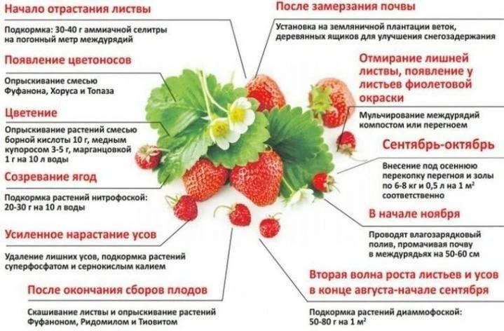 Шпаргалка для ухода за клубникой 🍓😎