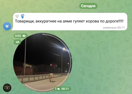 Ночной путешественник замечен на дорогах Тынды  В ночное время суток водители столкнулись с необычны