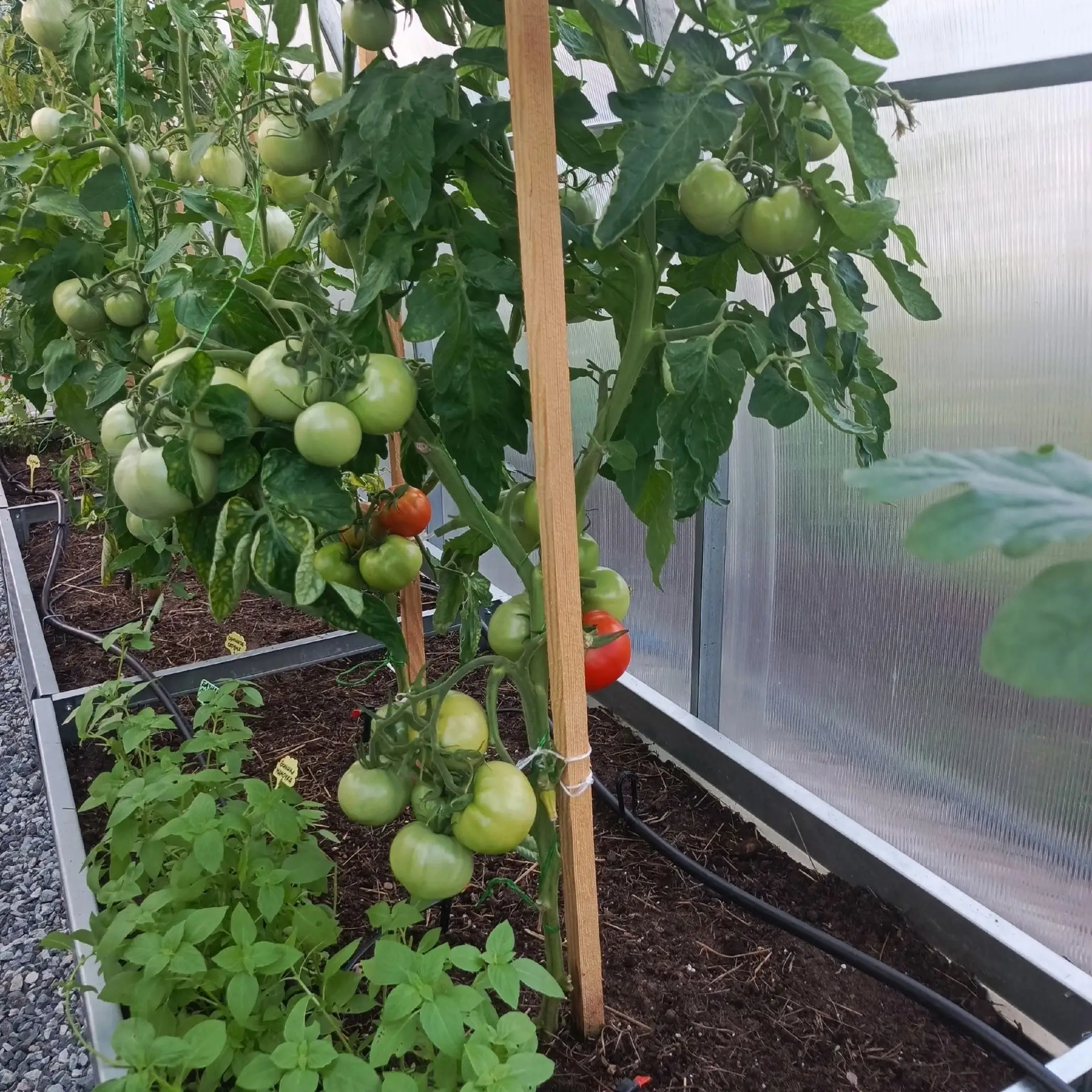 УСКОРЯЕМ СПЕЛОСТЬ🍅