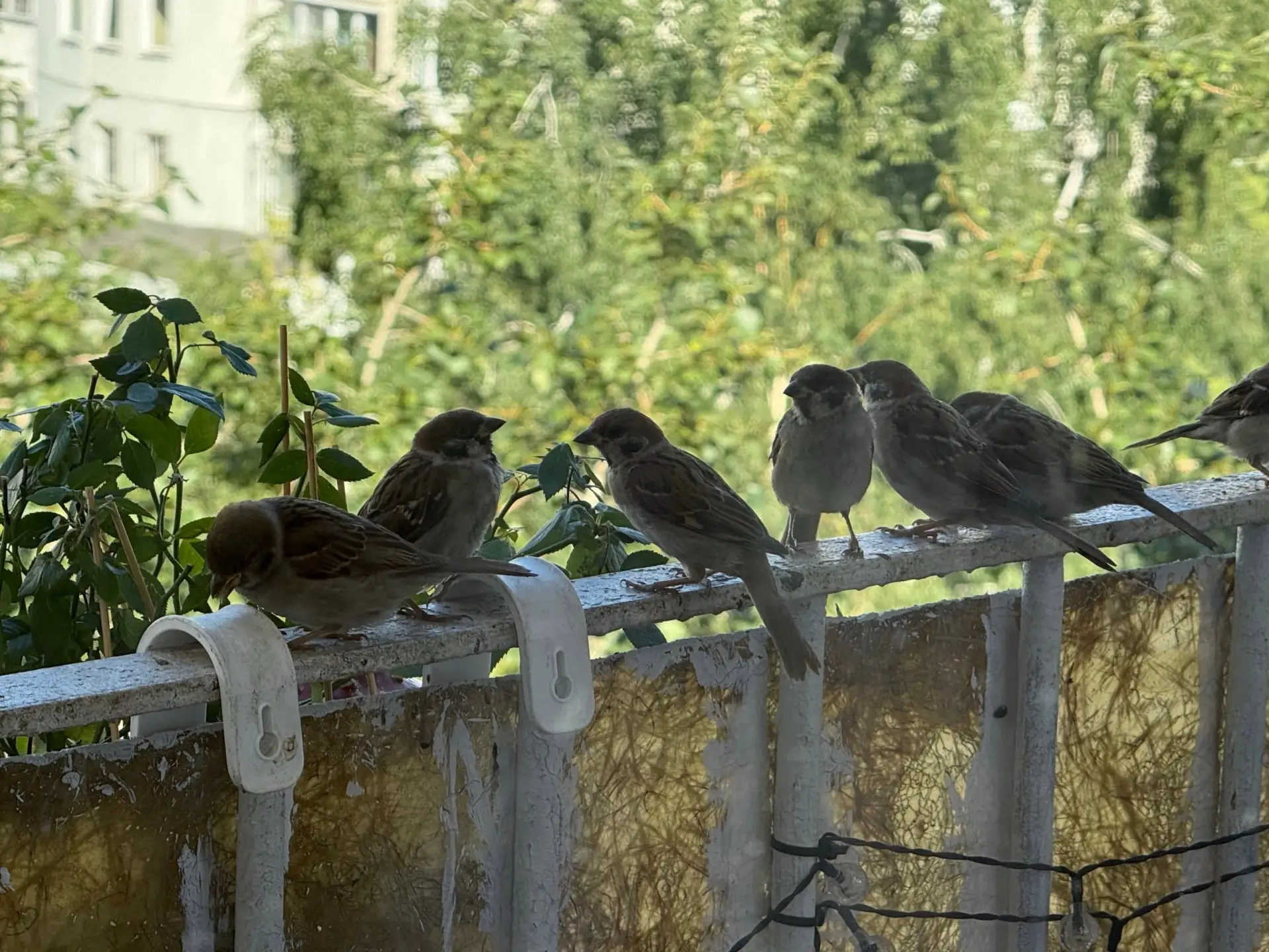 🐦 На перепись воробьёв в России потратят почти 14 000 000 рублей