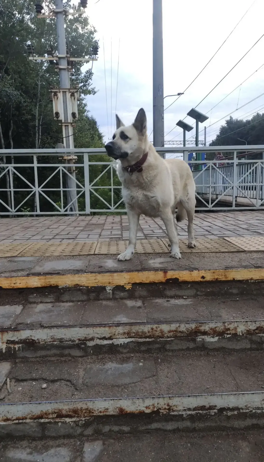 "Собака приехала на электричке с области, вышла в Чёрном, походила и уехала дальше в ст...