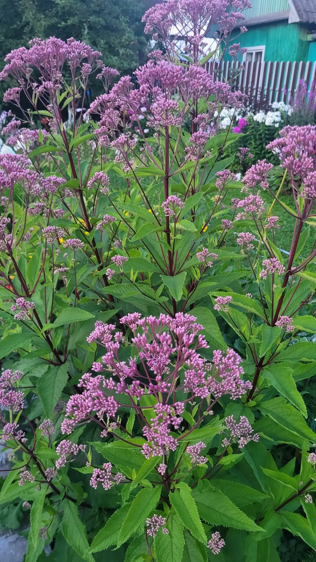 🌿 Мой садовый гигант — посконник! 🌿