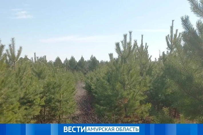 «Медосмотр» для деревьев  С середины мая в регионе стартовали профилактические осмотры лесов, сообщи